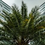 Prorrogadas até sábado (30/11) inscrições para Conferência Municipal do Meio Ambiente 