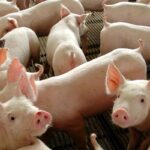 Comissão da Câmara aprova porte de arma para oficiais de justiça