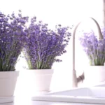 Vacinação de países vizinhos também impacta o Brasil, diz Opas