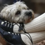 Voo no Pará é cancelado após passageiro fazer ameaça de bomba, em tom de brincadeira