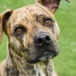 STF diz que sanção a esposa de Moraes é injusta e que EUA operam sob narrativa falsa