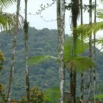 Prefeitura de Cosmópolis celebra Dia do Servidor com homenagens e café da manhã – Prefeitura Municipal de Cosmópolis