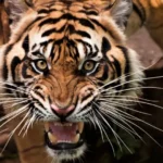 Após dois meses, corpo de jovem desaparecida em SC é achado em rio