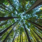 O dia em que Lady Diana se vingou da traição do Rei Charles num vestido perfeito