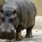 Ex-diretor do INSS nega vínculo político em depoimento à CPI