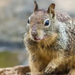 Katy Perry e Justin Trudeau são flagrados aos beijos em iate, diz site