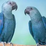 Famosos que mandam muito bem nas artes marciais