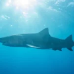 Prisão de militares revela amadurecimento democrático, diz historiador