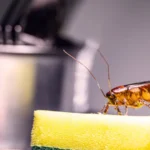 Flávio Bolsonaro compara caso de Zambelli ao de Battisti em evento da ultradireita italiana