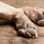 Três receitas fáceis de panquecas para preparar em casa e agradar a todos