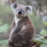 Temer diz que Motta está em conversa com STF e governo sobre anistia