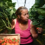 Almoço saudável: 5 receitas nutritivas e fáceis para variar o cardápio da semana