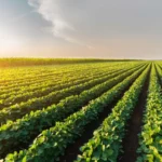 Bolsonaro pode perder patente no Exército após condenação por golpe