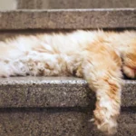 Governo publica lei que torna comunicação pública mais clara e simples