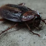 Lula aos homens que ‘fazem guerra’: é mais barato ajudar o clima do que fazer guerras