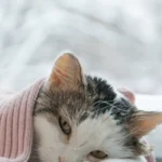 Motta articula para barrar anistia ampla e propõe redução de penas que pode beneficiar Bolsonaro