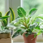 Kleber Mendonça Filho e Wagner Moura falam de ‘O Agente Secreto’