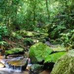 Febre do Oropouche: Sintomas que preocupam o Brasil