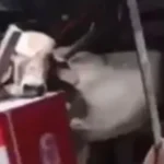 Quanto tempo a carne pode ficar no congelador sem perder qualidade?