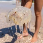 Caixa paga Bolsa Família a beneficiários com NIS de final 8