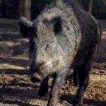 Após a Austrália, outros países podem banir redes sociais para menores