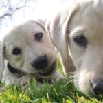 Baterias de estado sólido são tão seguras quanto se imagina?