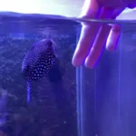 Com vinda da Etec e Fatec a Paulínia, Kuka indica cursos dedicados ao setor ferroviário