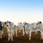 Príncipe Harry faz piada sobre Donald Trump. “Elegeram um rei”