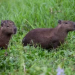 Vinícius Jr. não merece receber o que o Real Madrid lhe paga atualmente