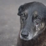 Assaí enche o carrinho com marcas próprias, farmácias e serviços financeiros