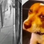 Djokovic revela conversa com Alcaraz antes da semifinal do Australian Open