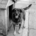 Lula defende no STF punição a ‘magnatas do crime’ em meio a caso Master