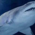 Saks pede recuperação judicial e atinge Chanel, Kering e LVMH