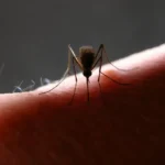 Canadá “fura” EUA e abre exceção para importar carros elétricos da China