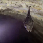 Pharrell Williams é processado por Chad Hugo, antigo parceiro, por royalties