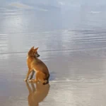 Brooklyn Beckham rompe de vez com os pais e expõe conflitos familiares