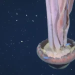 Justiça nomeia Suzane von Richthofen gestora da herança de R$ 5 milhões de tio