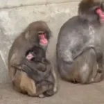 Restos mortais dos Mamonas Assassinas serão exumados após 30 anos