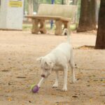 Câmara Municipal de Cosmópolis – SP