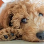 Trump recua e apaga vídeo racista que mostra Barack e Michelle Obama como macacos