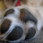 Três caças norte-americanos são abatidos “por engano pelo Kuwait”