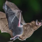 10 sinais discretos que podem indicar problemas na tireoide; veja quais