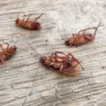 Eurofarma anuncia parceria para trazer nova vacina contra chikungunya ao Brasil